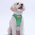 KÖPEK GÖĞÜS TASMASI 