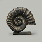 Deco Deniz Kabuğu Dekor - Gold / Siyah - 30 cm