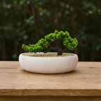 Desenli Elips Saksıda Bonsai - Renkli - 24x33 cm