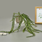 Living Mika Saksılı Okaliptüs Sarkıtı - Yeşil / Bej