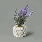 Mini Saksıda Lavanta - Asorti - 10x5x5 cm