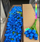 KAYZEN 6lı vazoya koymalık sarı lale