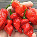 Nadir Ata Tohumları Zehir Gibi Acı Primo x İd Biber Tohumu (10 tohum)