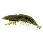 Molix Shrimp 2.5"+Jig Head 4gr Green Pumpkin