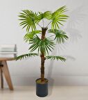 Yapay Ağaç Yelpaze Palmiye 8 Yaprak 85*55cm Siyah Aleminyum Saksı