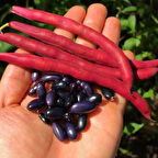 Ata Tohumları Cherokee Trail Of Tears Siyah Fasulye Tohumu (10 tohum