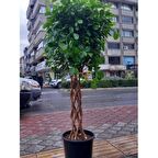 Benjamin Örgülü 100 Cm Saksıda