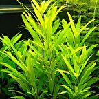 Hygrophilla Lacustris Akvaryum Bitkisi 5 Dal