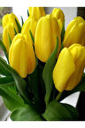 3 Adet Iri Çiçekli Sarı Hollanda Lale Soğanı