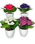 Yapay Çiçek Kadife Menekşe Beyaz Saksıda 4 ADET Gerçekçi Doku  Karışık Renkli