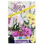 Sveryverts Orkide Çiçeği Tohumu