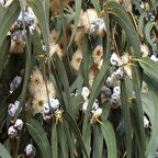 Okaliptüs Ağacı Tohumu (20 tohum)