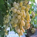 Tüplü Razaki Üzüm(Asma-Bağ) Fidanı