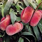 Tüplü Paraguaya Basık Yassı Domates Şeftali Fidanı