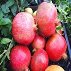 Tüplü Devedişi Nar Fidanı