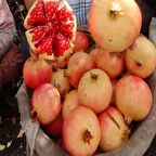 Tüplü Çok İri Meyveli Keben Narı(Silifke Aşısı) Fidanı