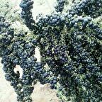 Nadir Siyah Goji Berry Fidanı(15-25 cm)