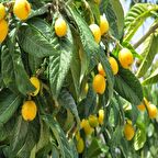 Tüplü Malta Eriği Fidanı