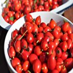 Tüplü Anadolu Dikenli Kuşburnu Fidanı