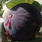 Tüplü İri Meyveli Dürdane Bursa Siyahı İncir Fidanı