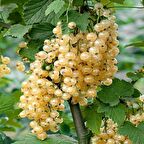 Tüplü  Sarı Frenk Üzümü Fidanı