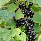 Tüplü Siyah Rosenthals Siyah Frenk Üzümü Fidanı