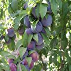 Tüplü Original Sun Erik Fidanı