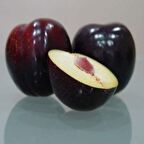 Tüplü Angeleno (Anjelika,Anjelik Japon Eriği) Erik Fidanı