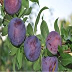 Tüplü Black Beauty(Japon Eriği) Erik Fidanı