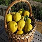 Tüplü Ekmek Ayva Fidanı