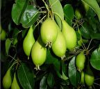 Tüplü Erkenci Akça Armut Fidanı