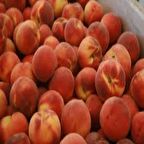 Tüplü Yarıbodur Elegant Lady Şeftali Fidanı(anaç gf677)