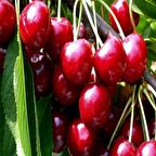 Tüplü Yarı Bodur Summit Kiraz Fidanı