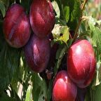 Tüplü Yarıbodur Quen Rosa Japon Erik Fidanı