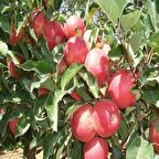 Tüplü Yarıbodur Mondial Gala Elma Fidanı