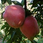 Tüplü Yarı Bodur Starkrimson Elma Fidanı