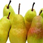 Tüplü Yarı Bodur Bartlet Williams Armut Fidanı