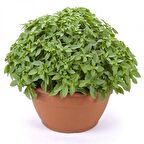 Geleneksel Top Fesleğen Fidesi ( 5 adet) Sınırlı Stok