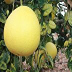 Tüplü Şadok Pomelo Ağacı Fidanı