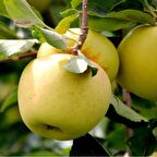 Tüplü Tam Bodur Golden Elma Fidanı