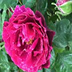 Tüplü Yediveren Nazende Yoğun Kokulu Koyu Mor Sarmaşık Gül Fidanı(120-160 cm)