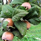 Tüplü İri Meyveli Jumbo Döngel Muşmula Fidanı (120-180 cm)