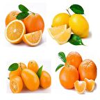 Özel Üretim Multi Narenciye Fidanı Paketi Saksılık Bodur Tipte