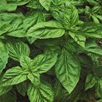 Yeşil Yapraklı Fesleğen Fidesi (100 Fide)