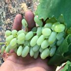 Tüplü Çekirdeksiz Beyaz Hatun Parmağı Üzüm(Asma-Bağ) Fidanı