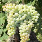 Tüplü Clariette Blanch Kokulu Üzüm Fidanı