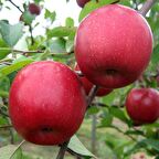 Tüplü Yarı Bodur Fuji Zhen Aztec(Aztek)  Elma Fidanı