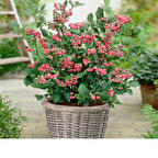 Tüplü Nadir Pink Lemonede Pembe Yaban Mersini Fidanı (Meyve Verme Durumunda)