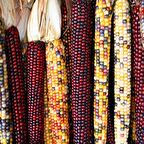 Doğal Renkli Hint Mısırı Tohumu (200 Tohum)