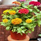 Dahlia Çiçekli Violet Quen Zinya Çiçeği Tohumu(40 tohum)